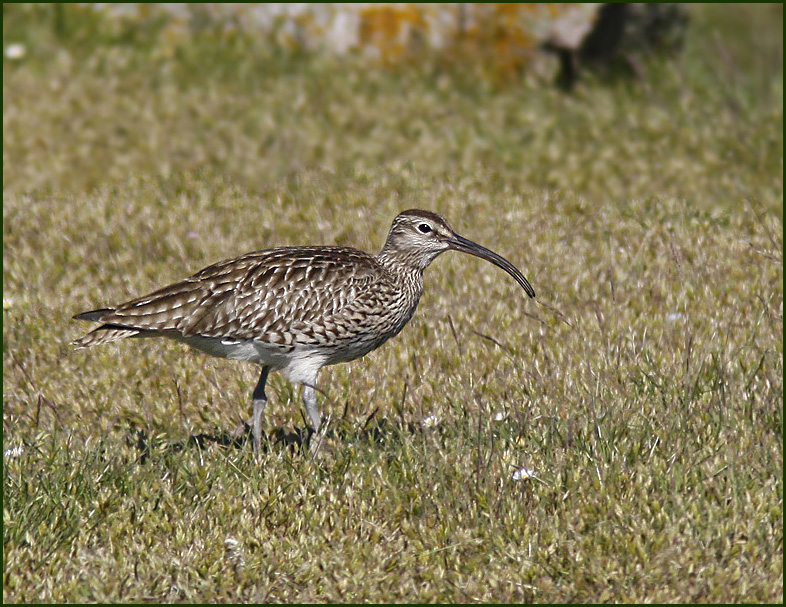 Whimbrel, Småspov (Numenius phaeopus).jpg