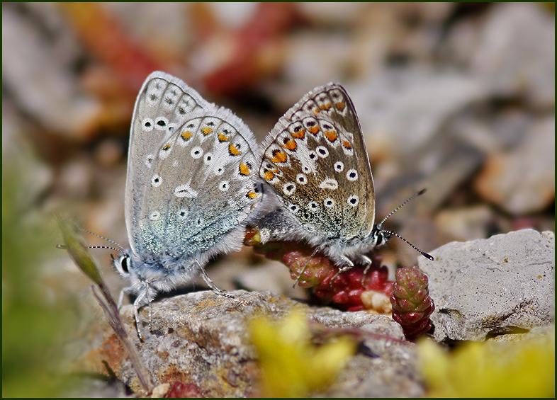 Male and female Common Blue   (Polyommatus icarus).jpg