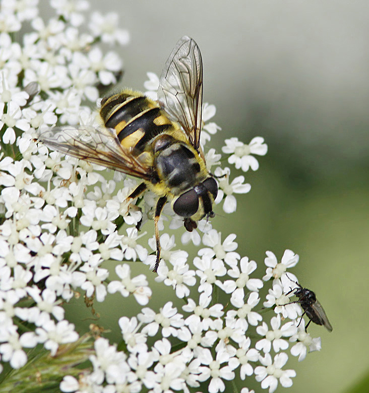 Dödskallefluga (Myiatropa florea).jpg