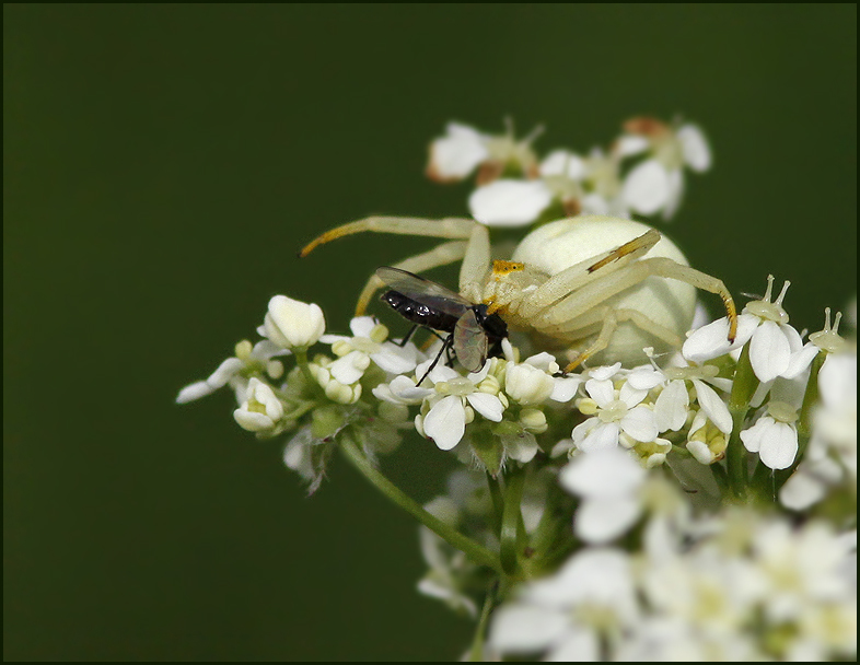 Crab Spider, Krabbspindel   (Misumena vatia female).jpg