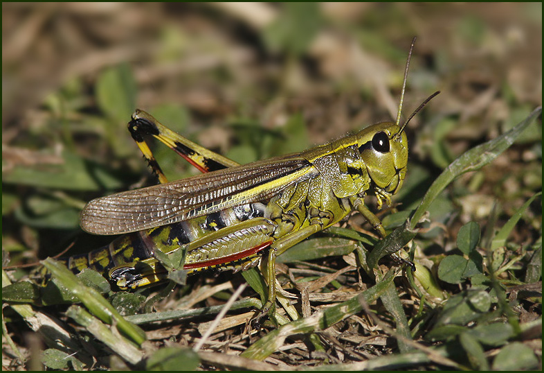 Kärrgräshoppa (Mecostethus grossus) Large Marsh grashopper.jpg
