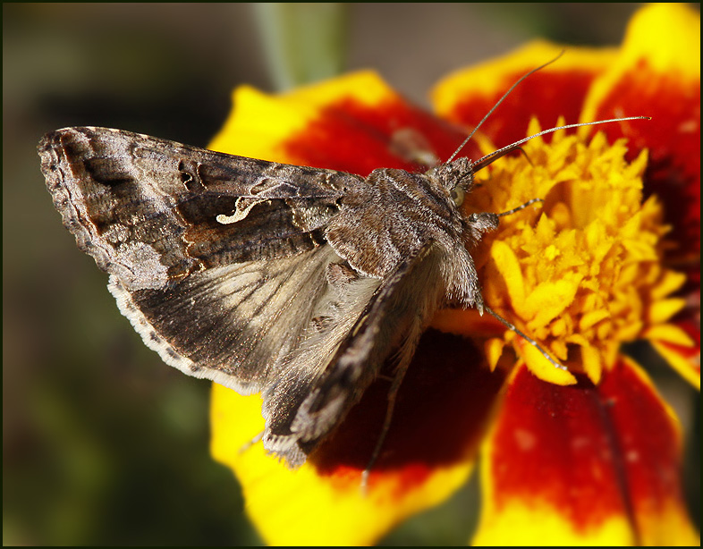 Silver-Y, Gammafly   (Autographa gamma).jpg