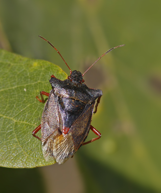 Rödbent bärfis (Pentatoma rufipes) Forest Shieldbug .jpg