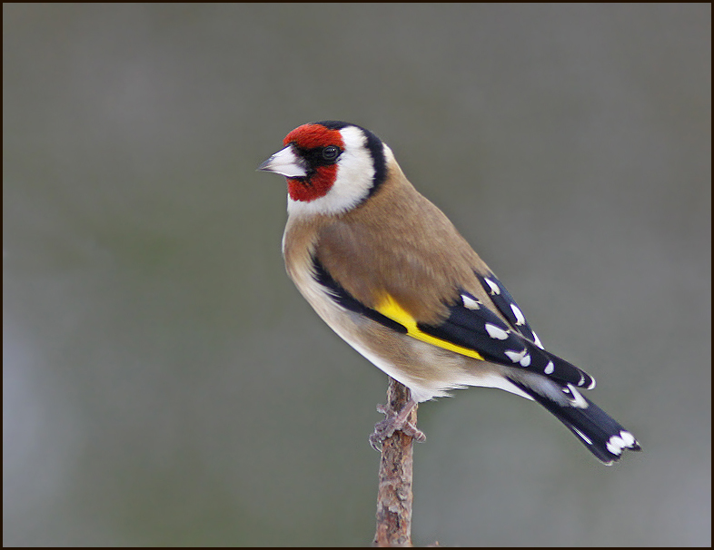 Goldfinch, Steglits   (Carduelis  carduelis).jpg