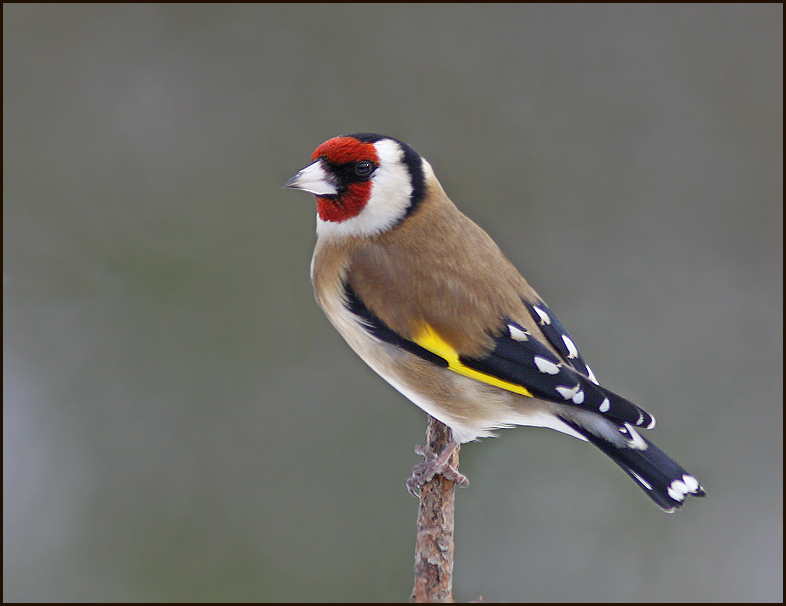 Goldfinch, Steglits (Carduelis carduelis).jpg