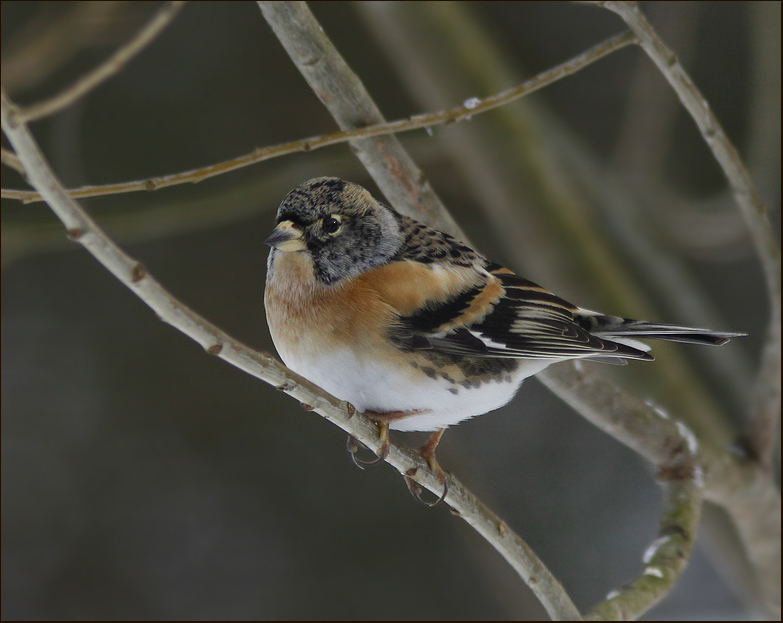 Bramling, Bergfink   (Fringilla montifringilla).jpg