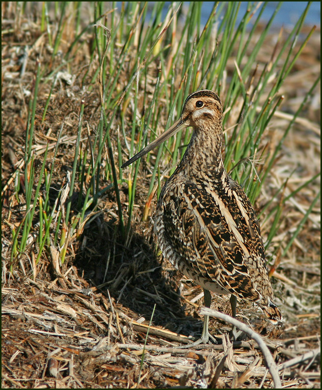 Gallinago gallinago 2.jpg