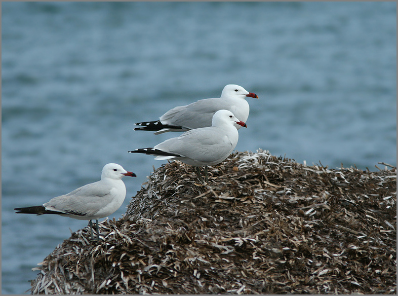 Audouin's Gull, Rdnbbad trut, (Larus audouinii)