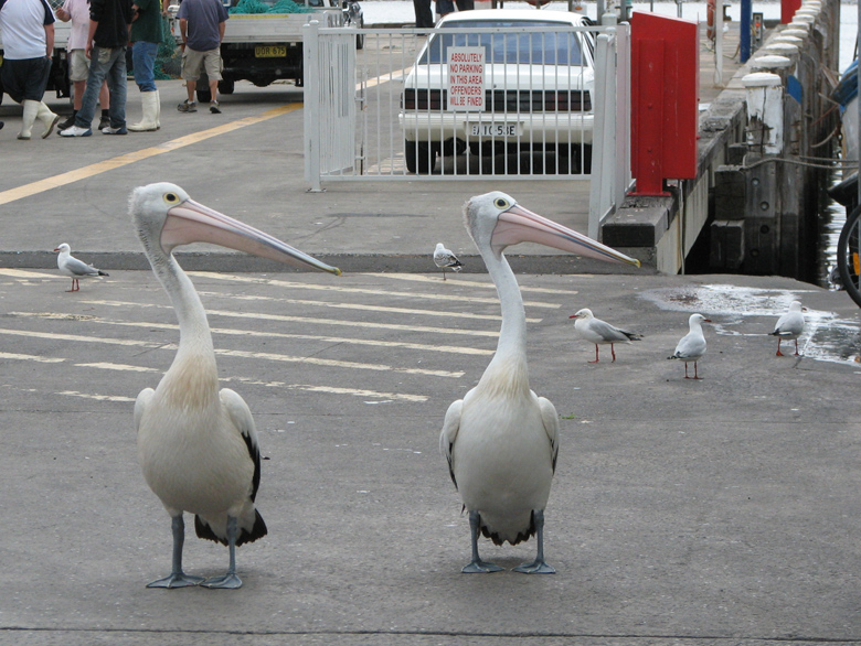 Australian Pelicans looking left.jpg