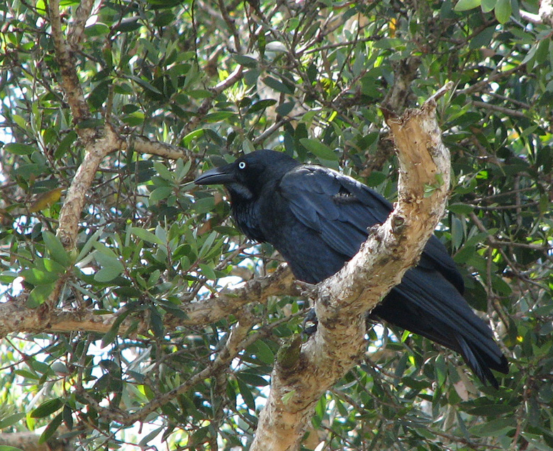 Australian Raven, Australisk korp   (Corvus coronoides).jpg