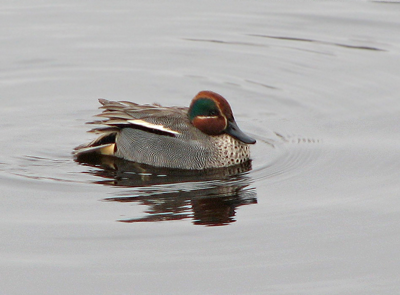  Kricka   (Anas crecca) Teal.jpg