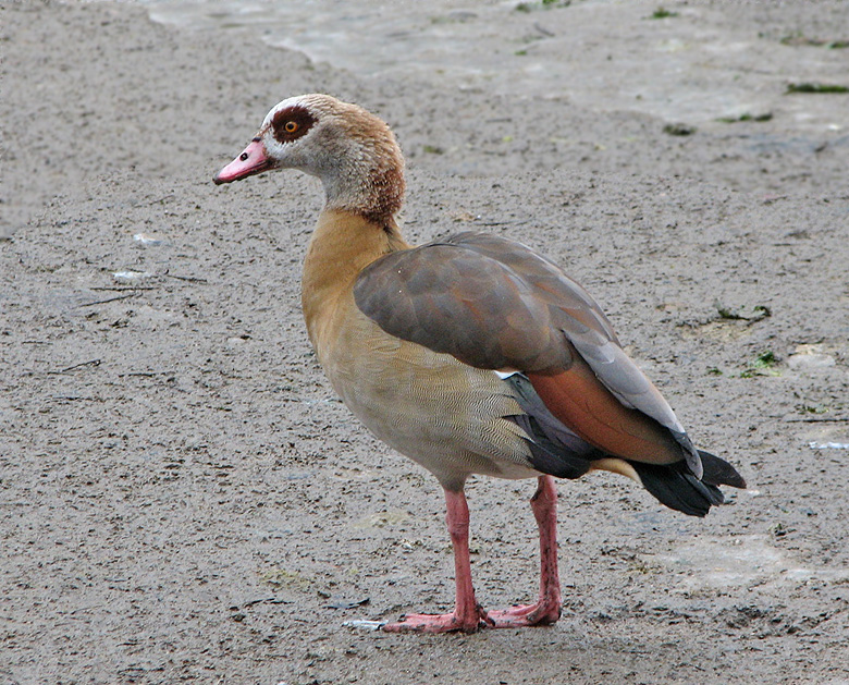 Egyptian Goose, Nilgås   (Alopochen aegyptiaca).jpg