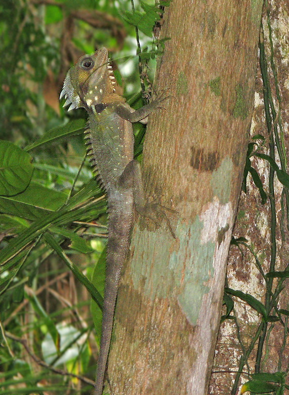 Boyd's Forest Dragon,   (Hypsilurus boydii).jpg