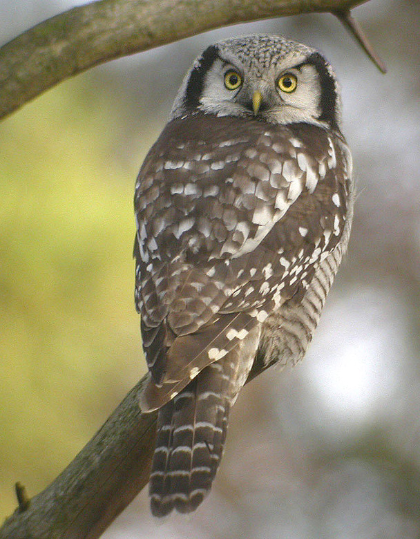 Northern Hawk Owl, Hkuggla   (Surnia ulula).jpg