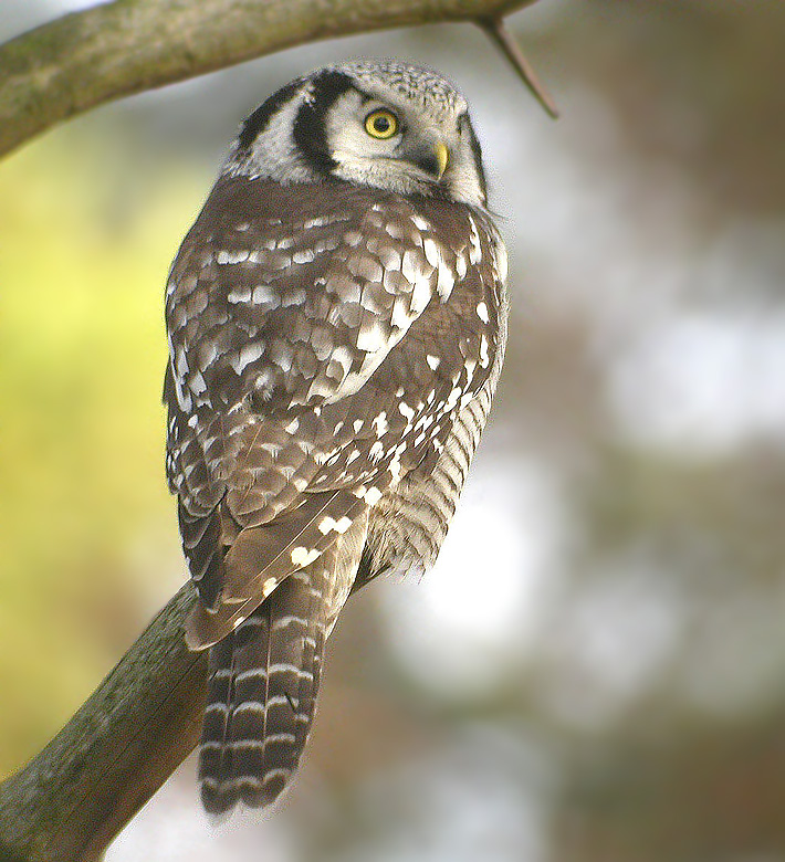 Northern Hawk Owl, Hkuggla   (Surnia ulula).jpg