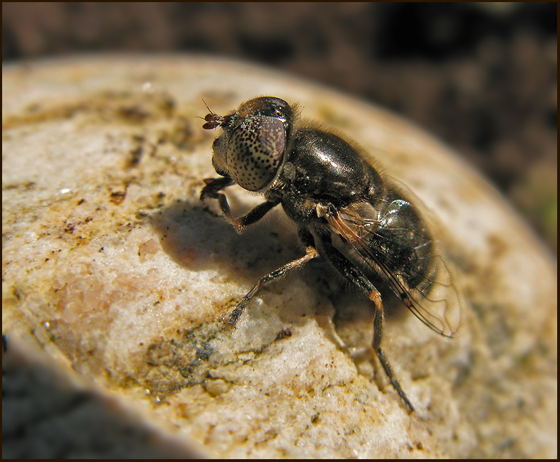 Slamblomflugor, Eristalinus and Eristalis