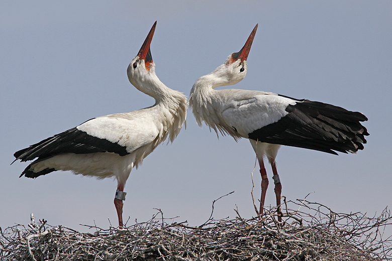 White Stork, Vit stork   (Ciconia ciconia).jpg