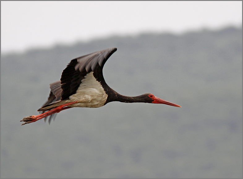 Black Stork, Svart stork   (Ciconia nigra).jpg
