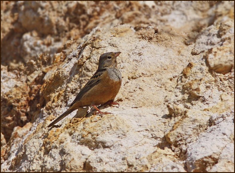 Cretzschmar's Bunting female, Rostsparvhona (Emberiza caesia).jpg