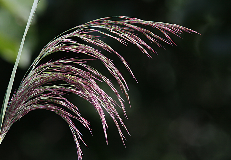 Common Reed, Vass   (Phragmites australis).jpg