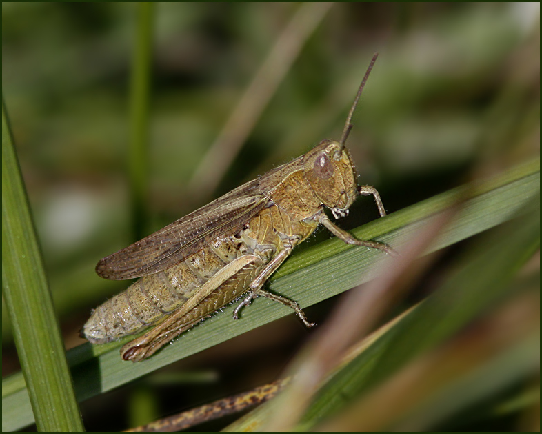 Uppland Field grasshopper, Solgräshoppa (Chorthippus apricarius)..jpg
