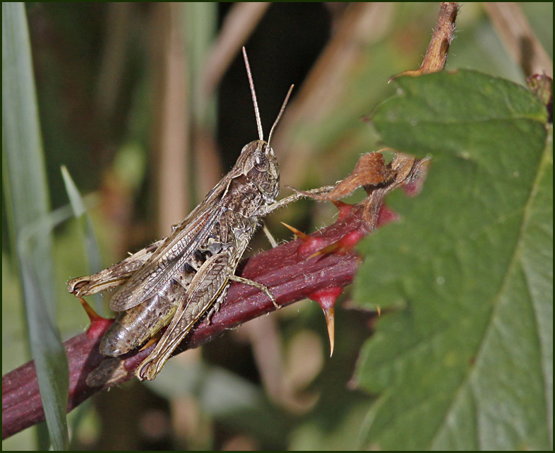 Chorthippus apricarius hona.jpg
