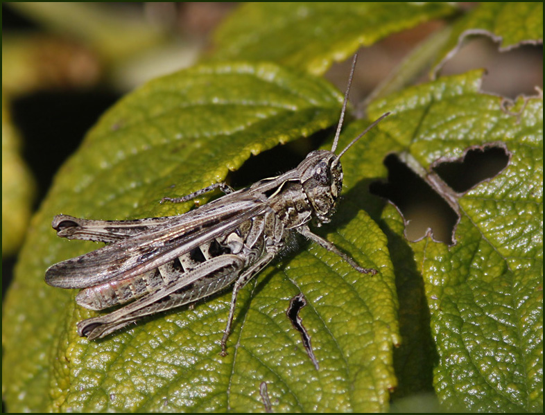 Field grasshopper, Backgräshoppa (Chorthippus brunneus).jpg