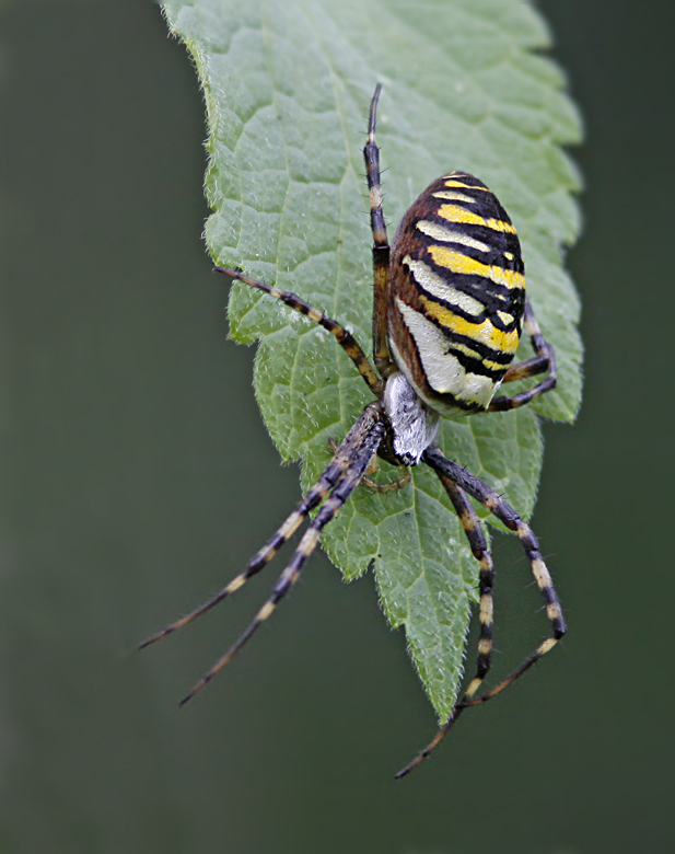 Orb Webb Spiders, Hjulspindlar (Araneidae)
