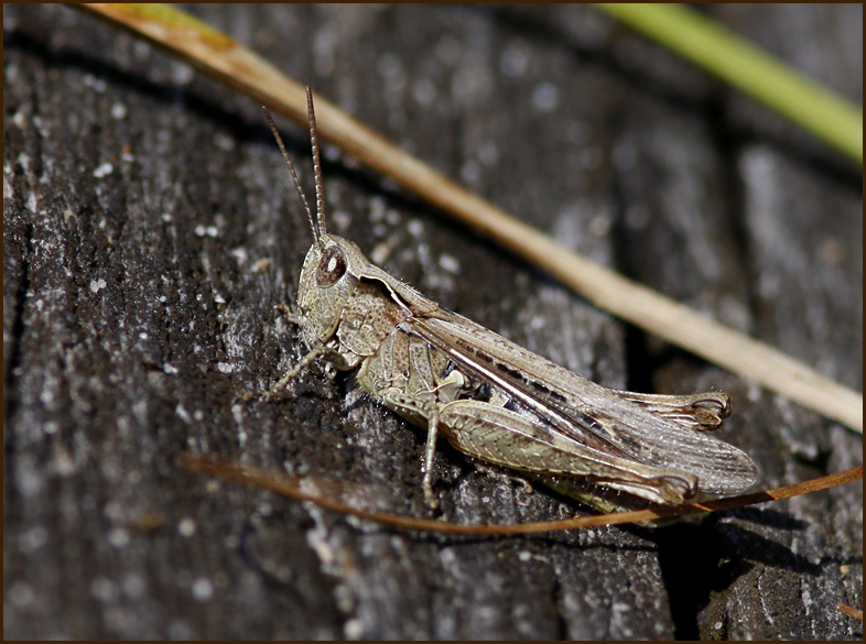 Bow-winged Grasshopper, Slåttergräshoppa (Chorthippus biguttulus).jpg