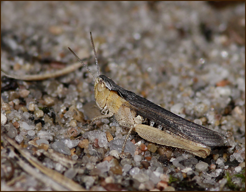 Field grasshopper, Backgräshoppa (Chorthippus brunneus)jpg