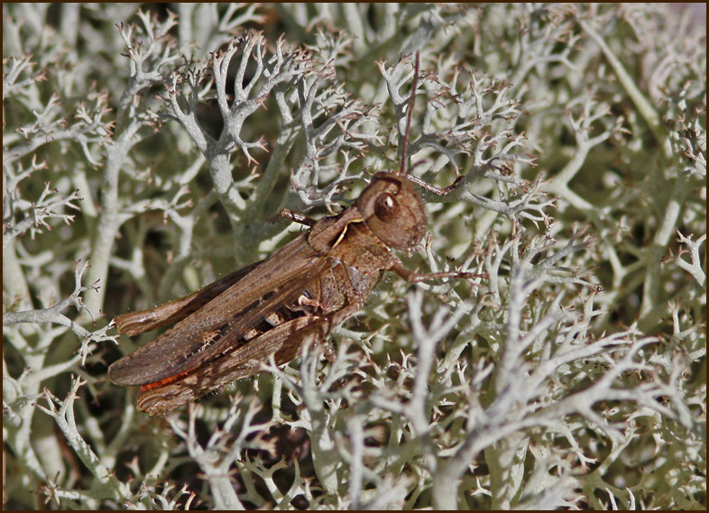 Field grasshopper, Backgräshoppa (Chorthippus brunneus).jpg