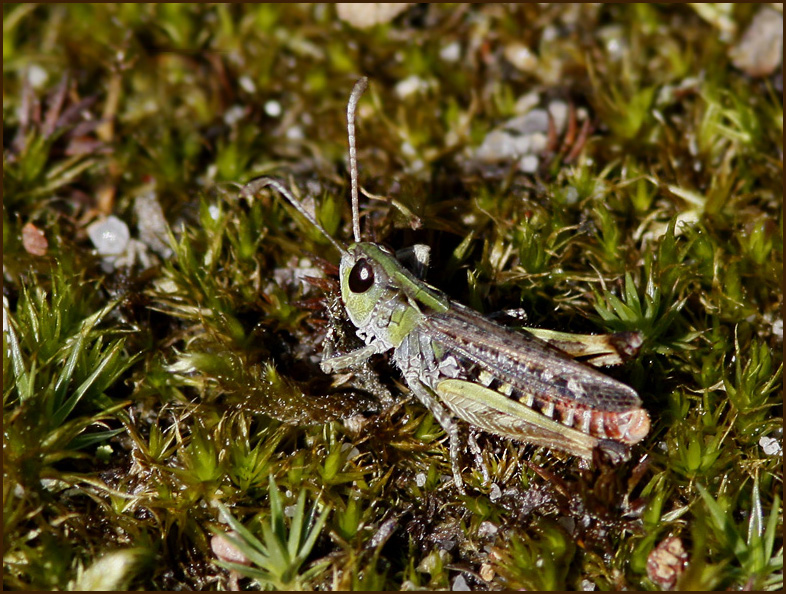 Mottled Grasshopper, Mindre klubbgräshoppa (Myrmeleotetrix maculata).jpg