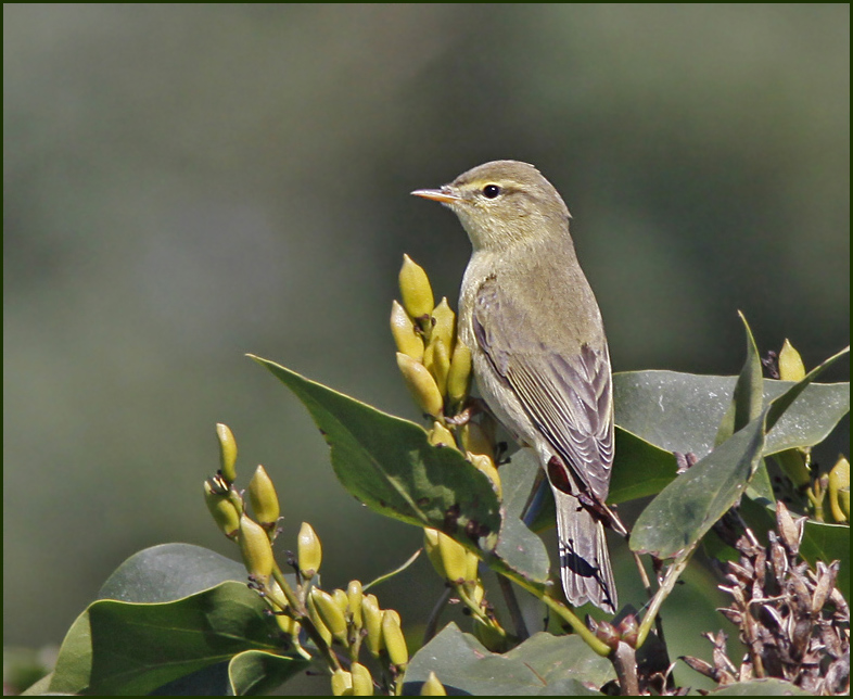 Willow Warbler, Lövsångare (Phylloscopus trochilus) juv.jpg