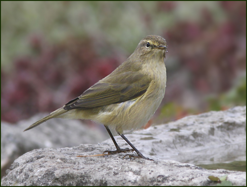 Gransångare (Phylloscopus collybita) Chiff-chaff,.jpg