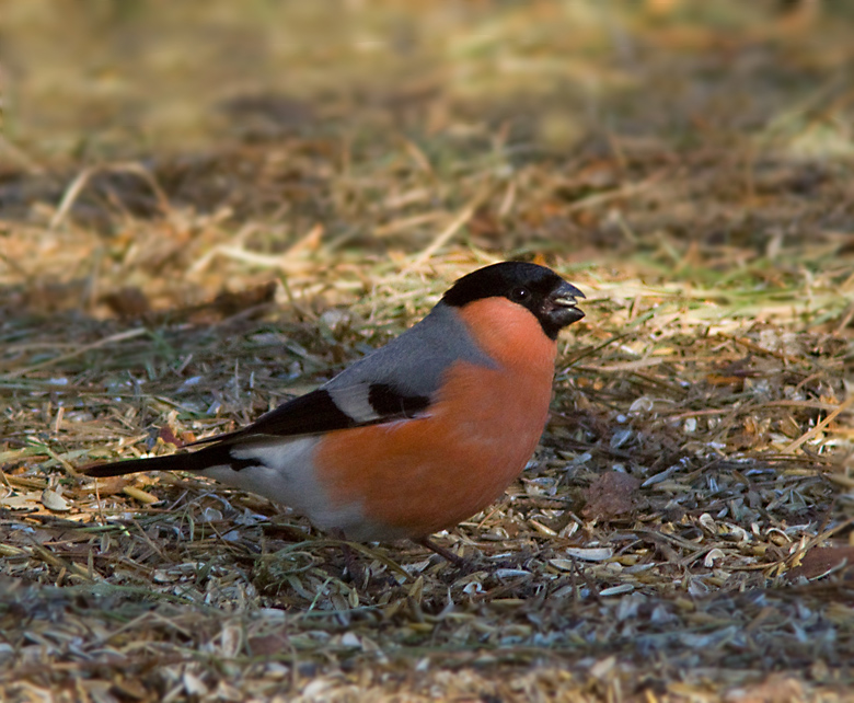 Bullfinch, Domherre