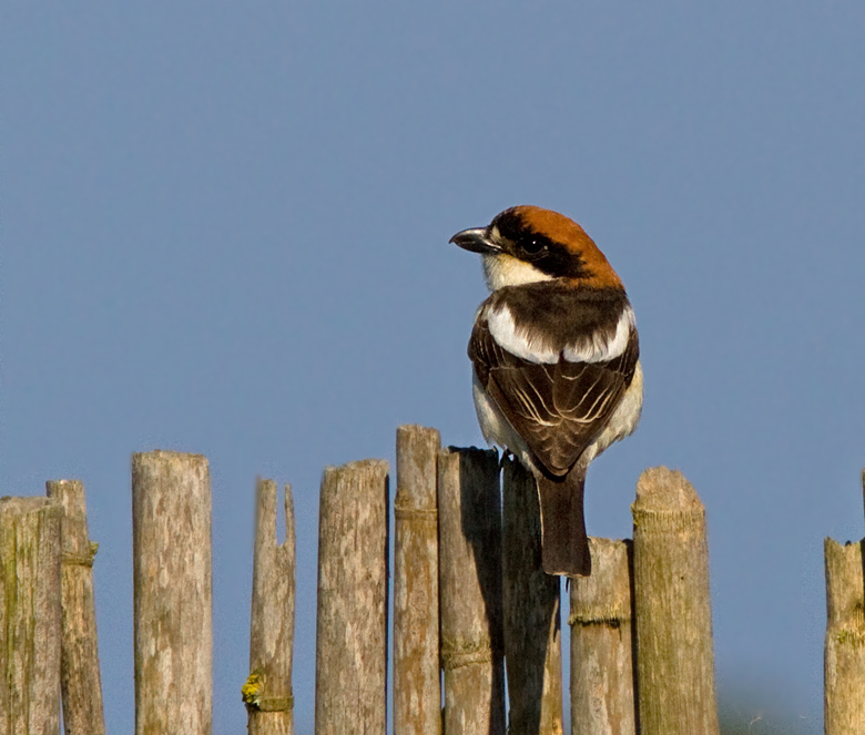 Woodchat Shrike, Rödhuvad törnskata (Lanius senator).jpg