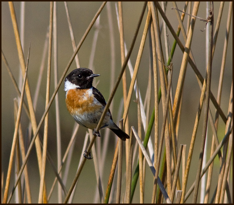 Stonechat, Svarthakad buskskvtta   (Saxicola torquata).jpg