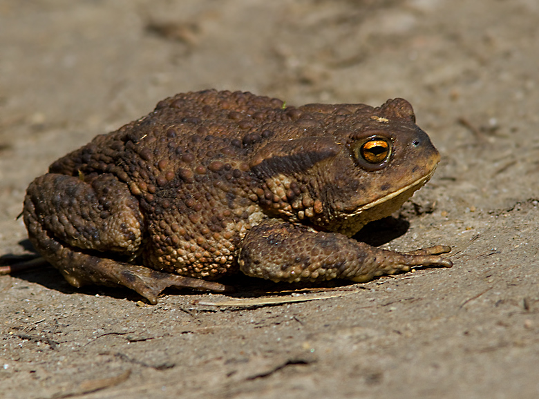 European Toad, Padda   (Bufo bufo).jpg