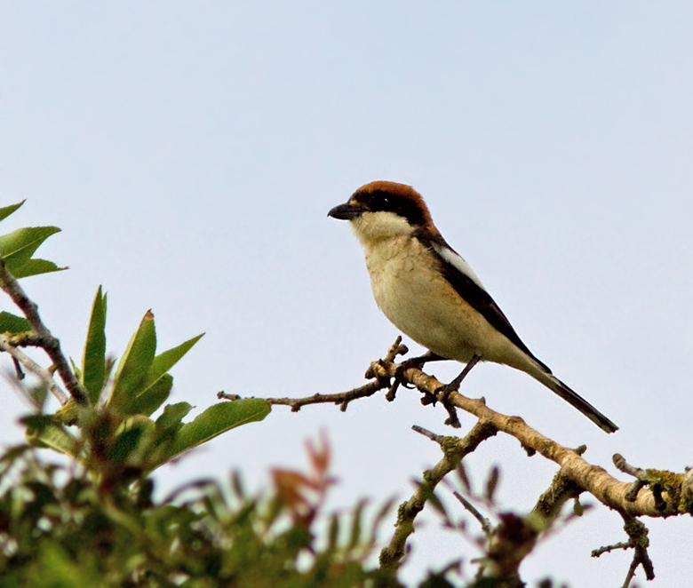 Woodchat Shrike, Rdhuvad trnskata   (Lanius senator).jpg