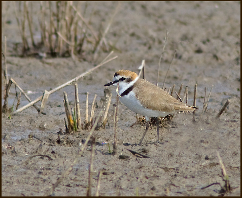 Kentish Plover, Svartbent strandpipare   (Charadrius alexandrius).jpg