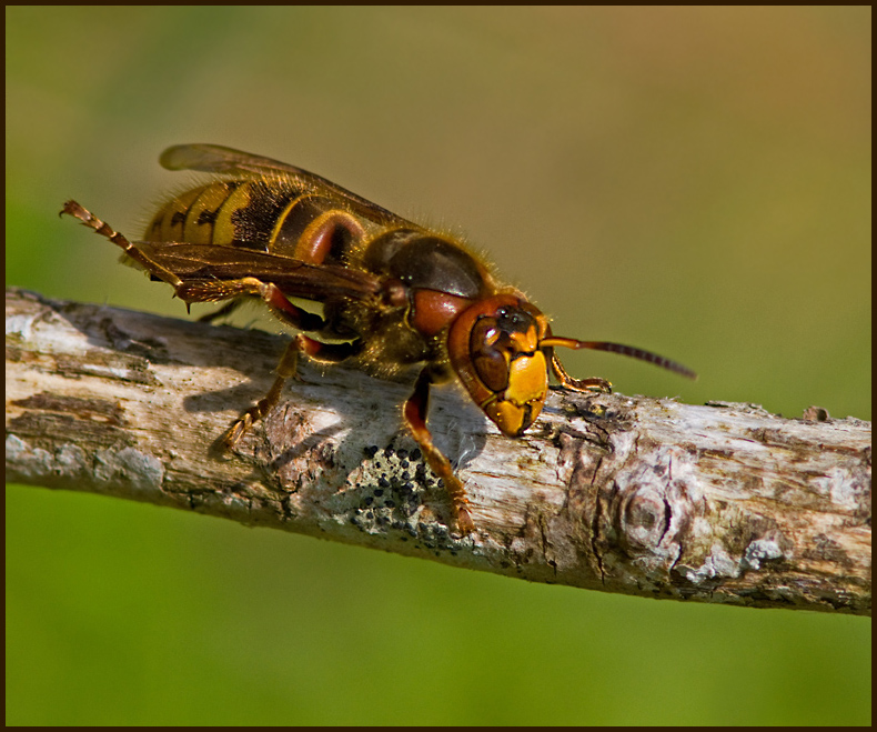 Hornet, Blgeting  (Vespa crabro).jpg