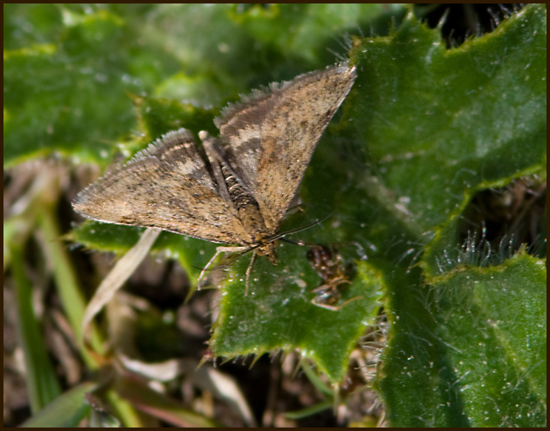Grobladsljusmott (Pyrausta despicata).jpg
