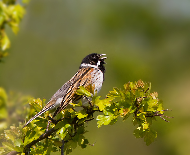 Reed bunting, Svsparv   (Emberiza schoeniclus) male.jpg