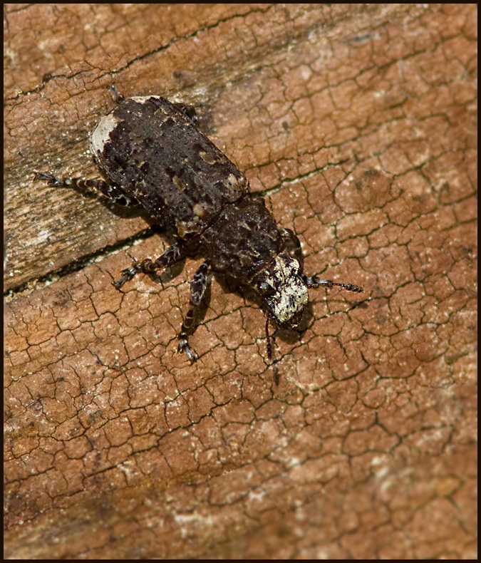 Anthrididae, plattnosbaggar