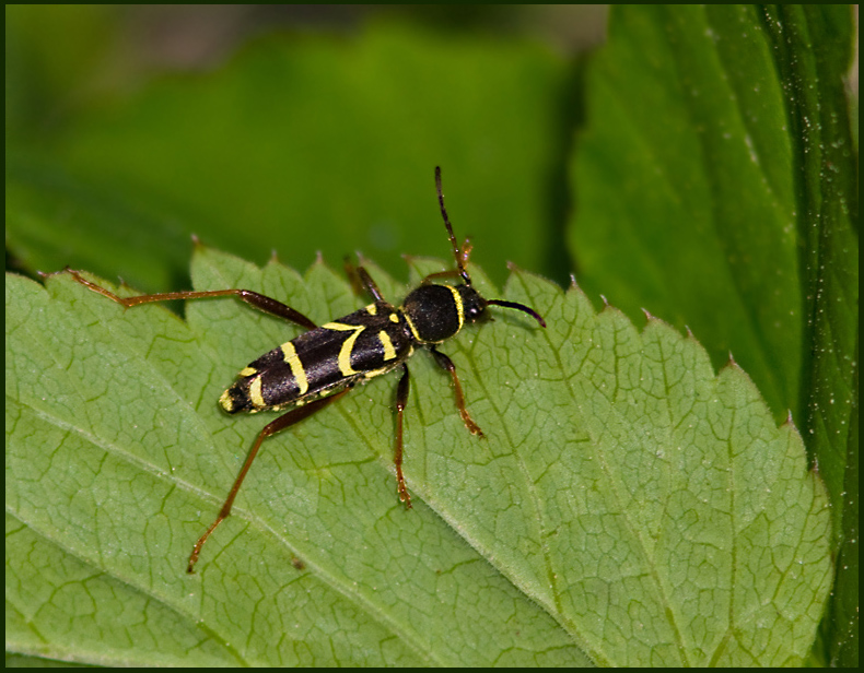 Wasp Beetle, Lvgetingbock   (Clytus arietis).jpg