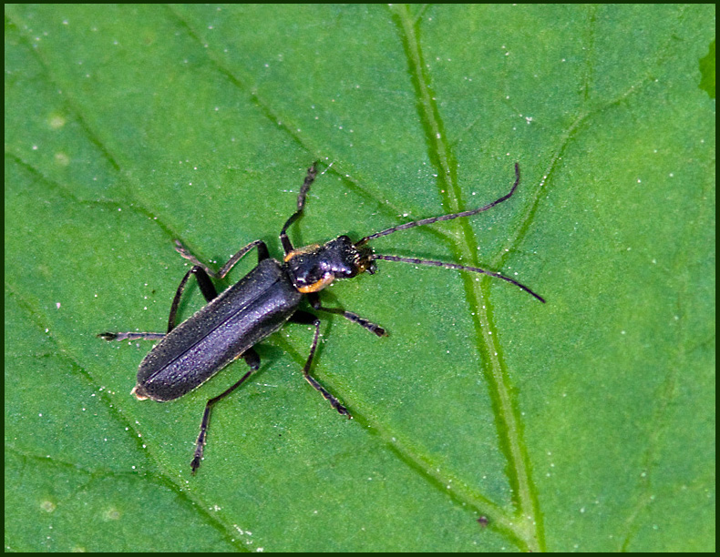 Soldier Beetles, Flugbaggar (Cantharidae)