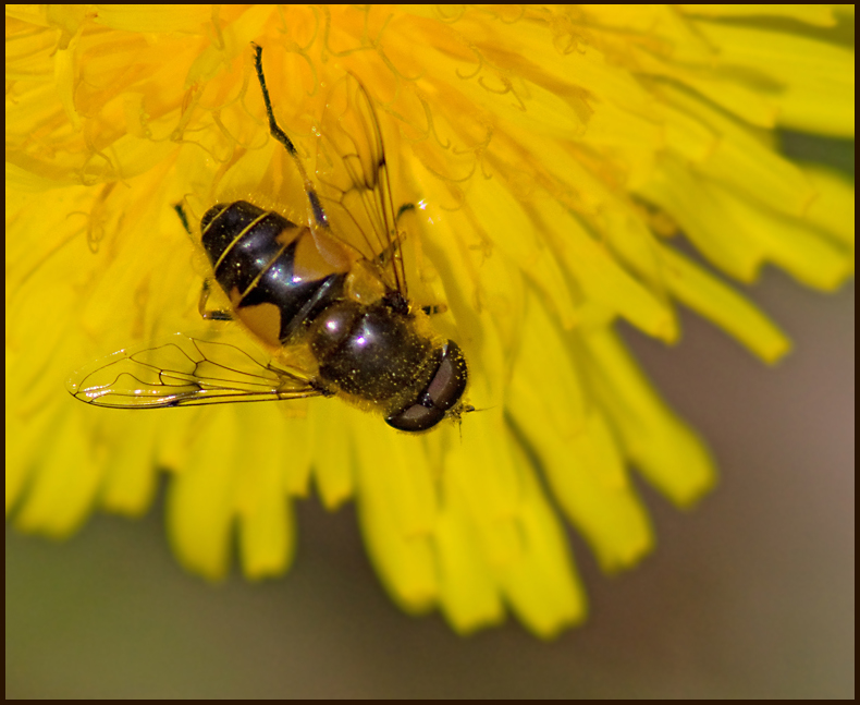 Hagslamfluga   (Eristalis lineata).jpg