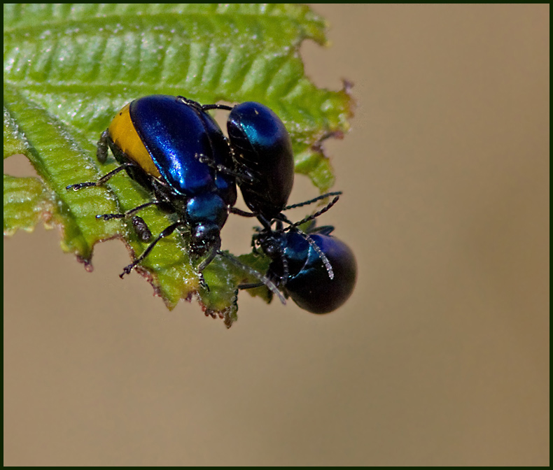 Alder Leaf-beetle, Bl allvbagge  (Agelastica alni).jpg