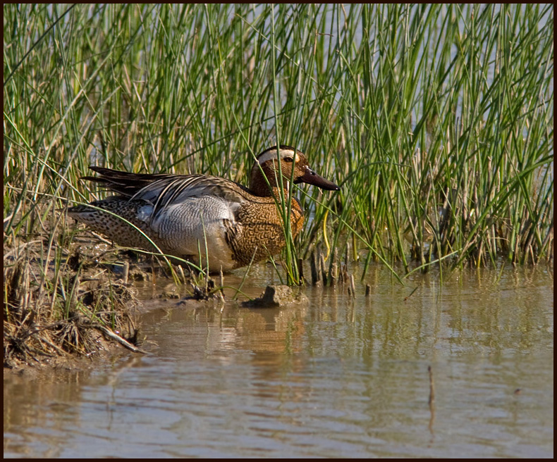 Garganey, Årta (Anas querquedula).jpg