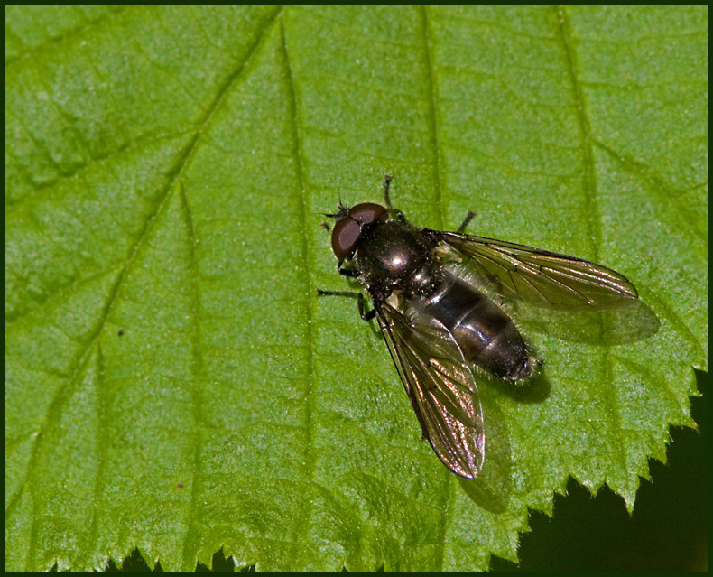Skräppeblomfluga (Cheilosa gigantea).jpg